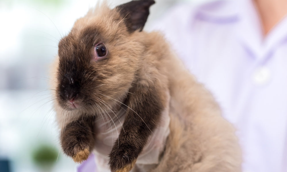 The Benefits of Cruelty-Free Beauty: Why It Matters