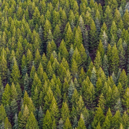 Forest - natural - Twentytwo skincare - natural certified skincare